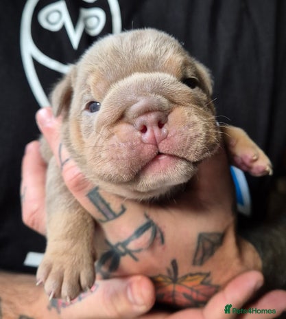 English Bulldog dogs - Advert 1