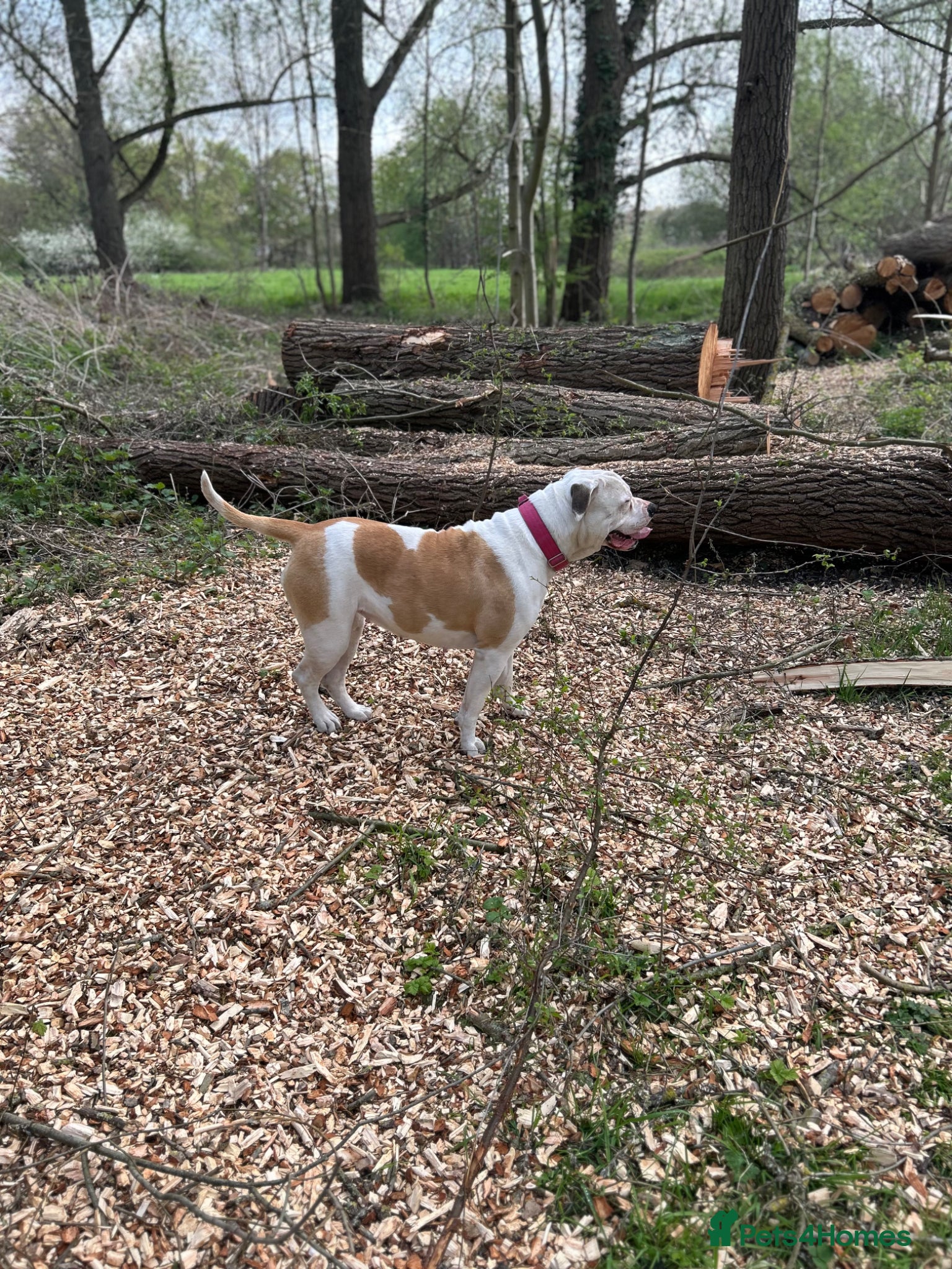American Bulldog dogs for sale: American bulldog Scott type female 3 years old - Advert 5