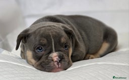 French Bulldog dogs for sale: TOP QUALITY KC REG FRENCHIES AVAILABLE  - Image 13
