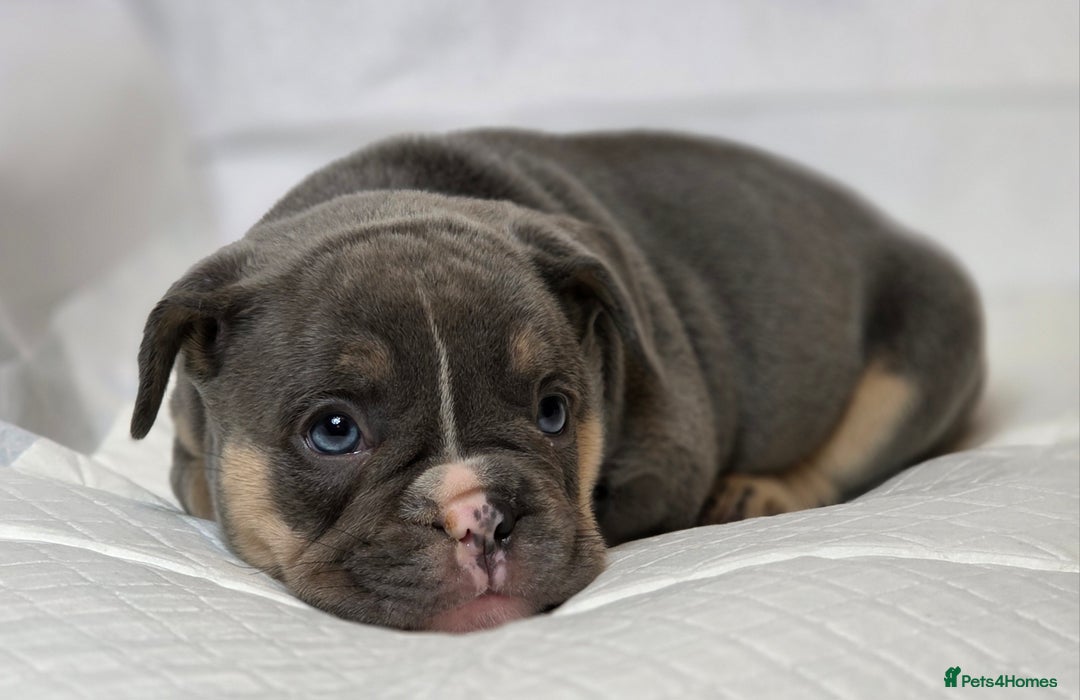 French Bulldog dogs for sale: TOP QUALITY KC REG FRENCHIES AVAILABLE  - Image 13