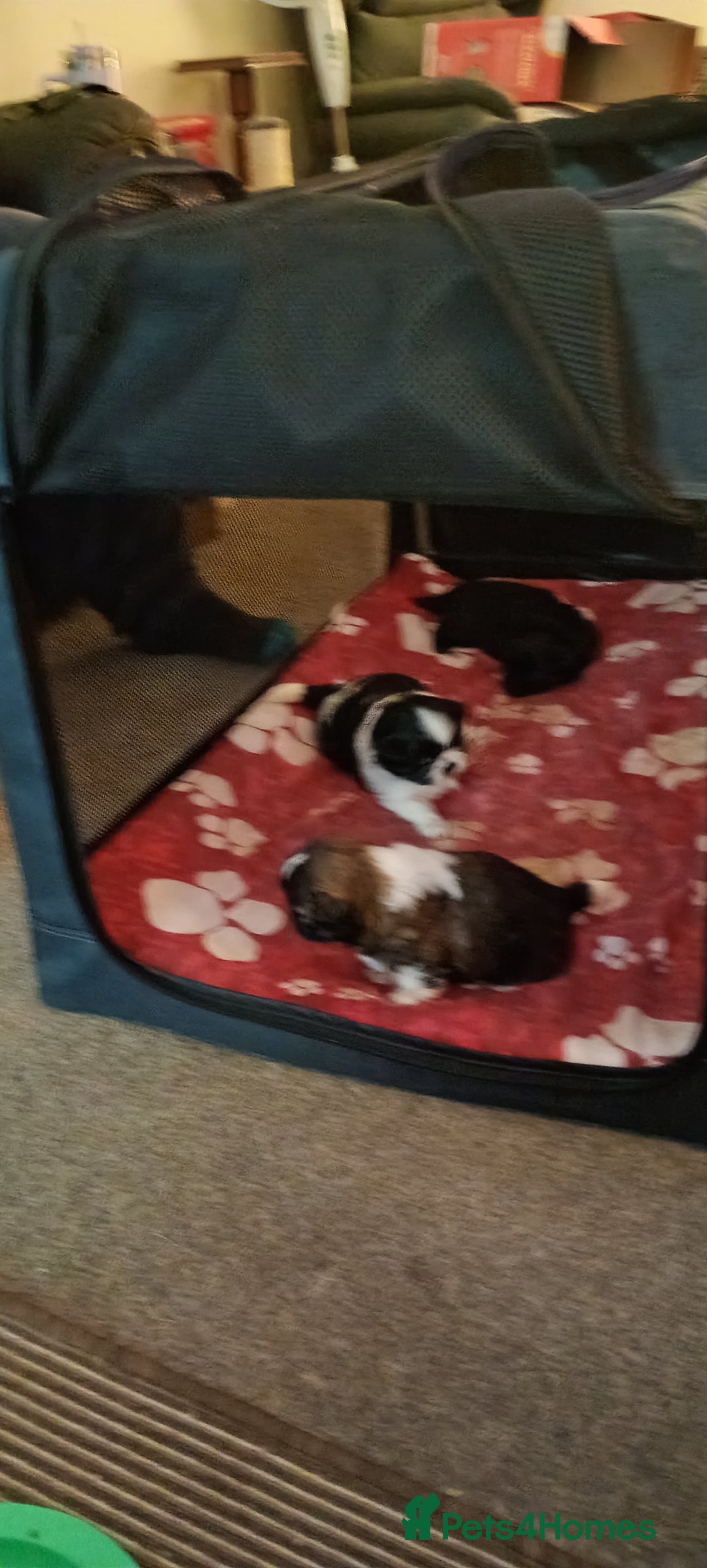 Shih Tzu dogs for sale: Beautiful male full shihzue puppies needing homes - Image 11