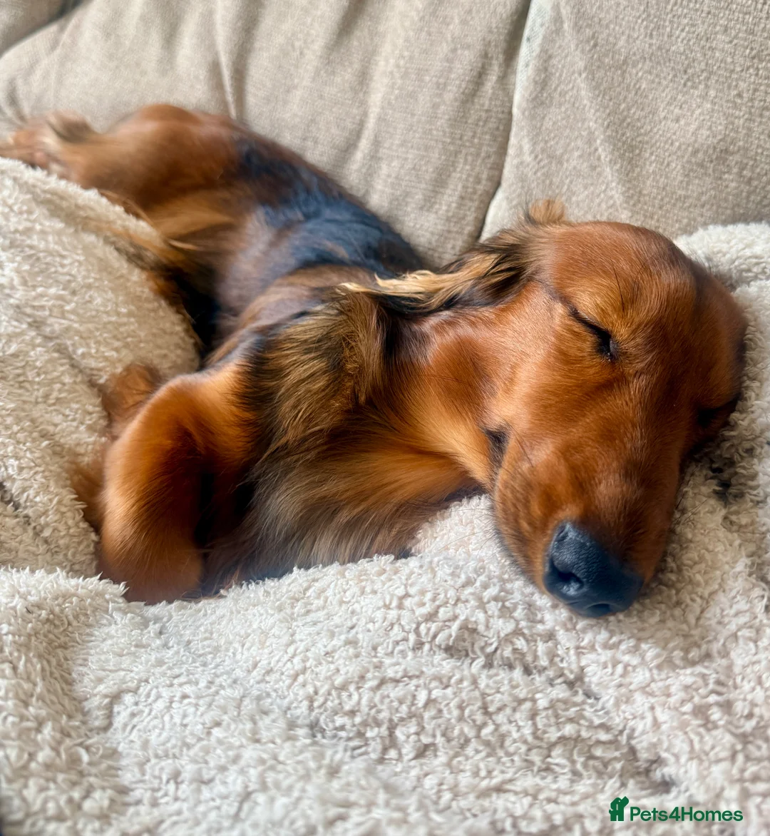 Miniature Dachshund dogs for stud: Beautiful little boy FOR STUD ONLY  - Advert 2