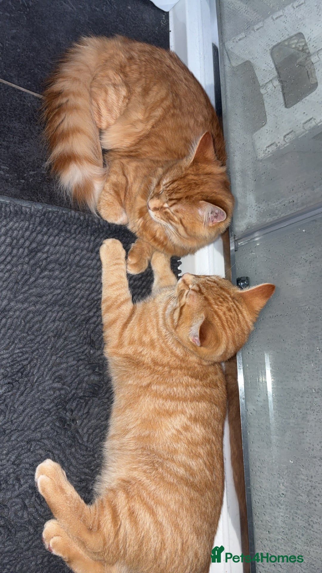 Maine Coon cats for sale: Maine coon mix  - Advert 19