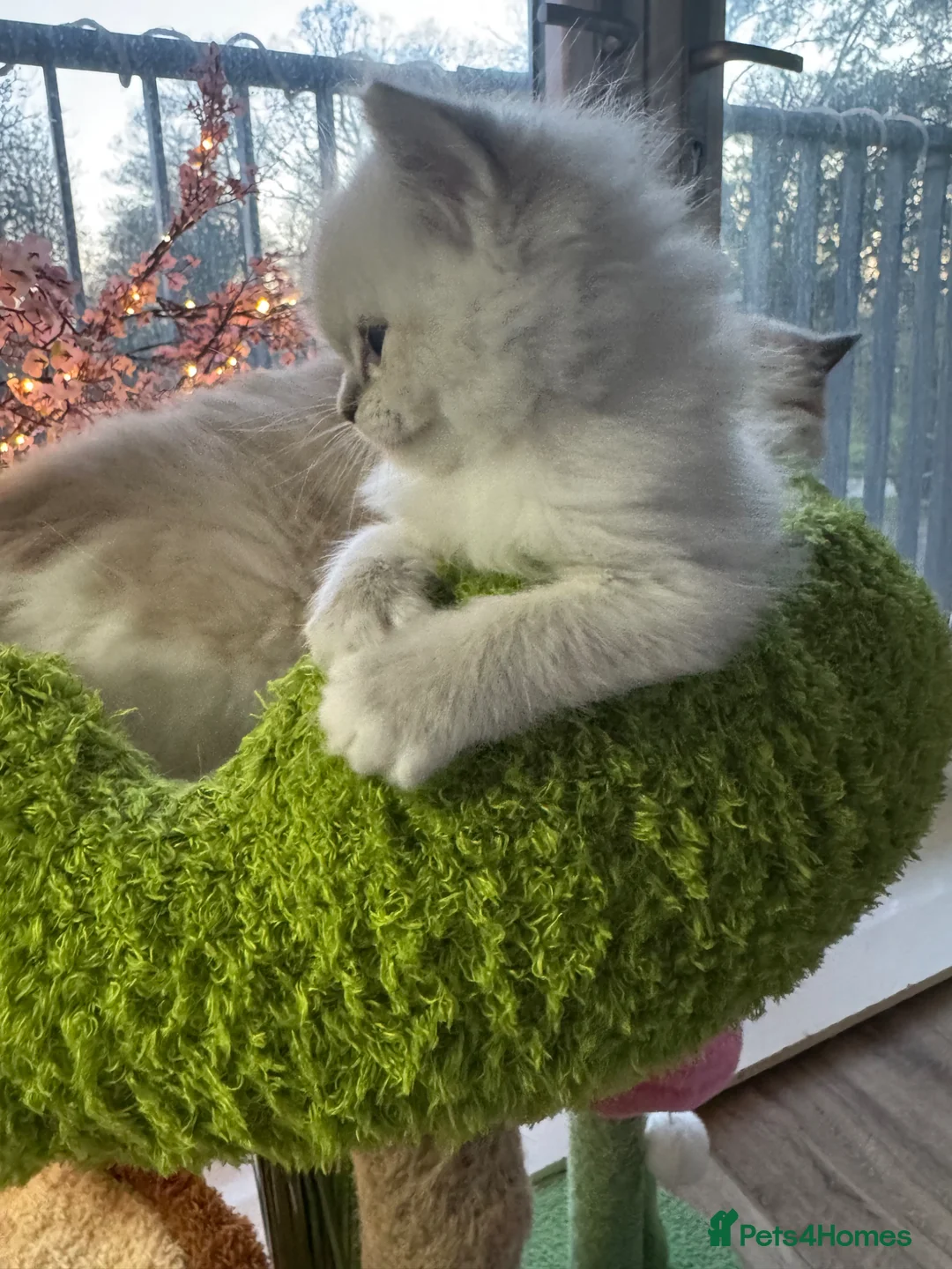 Ragdoll cats for sale: Stunning blue Tabby Mitted champion lines Boy  - Advert 8