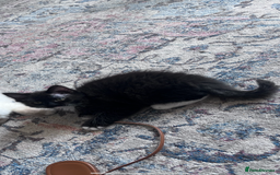 Mixed Breed cats for sale: Beautiful pershadoll ready to leave now ❤️ - Image 2