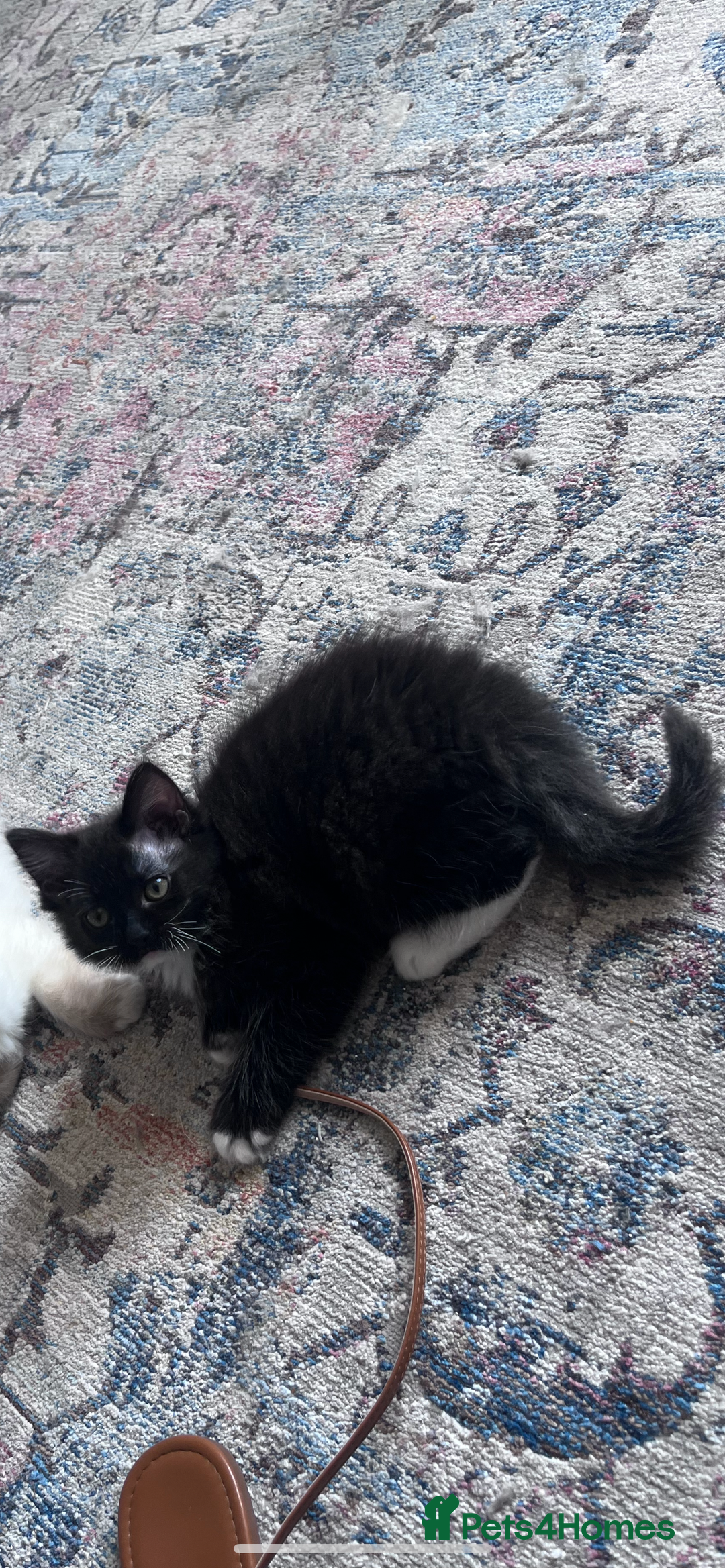 Mixed Breed cats for sale: Beautiful pershadoll ready to leave now ❤️ - Image 2