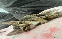 Mixed Breed cats for sale: Pixie bob mixed kittens - Image 4