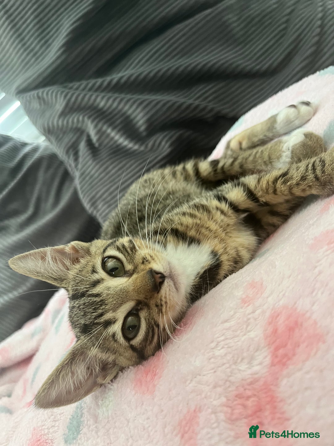 Mixed Breed cats for sale: Pixie bob mixed kittens - Image 4