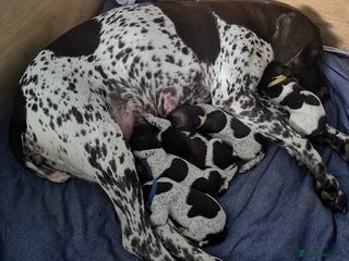 German Shorthaired Pointer dogs KC Registered German Shorthaired Pointer (GSP) - Advert 4