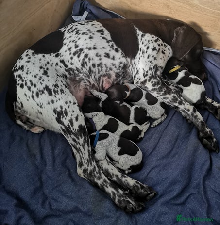 German Shorthaired Pointer dogs - Advert 4