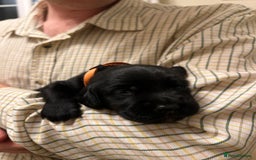 Springador dogs for sale: Springador Puppies for Sale  - Image 11