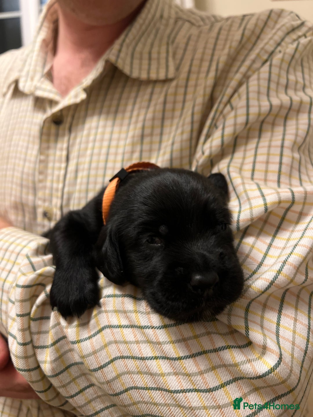 Springador dogs for sale: Springador Puppies for Sale  - Image 11