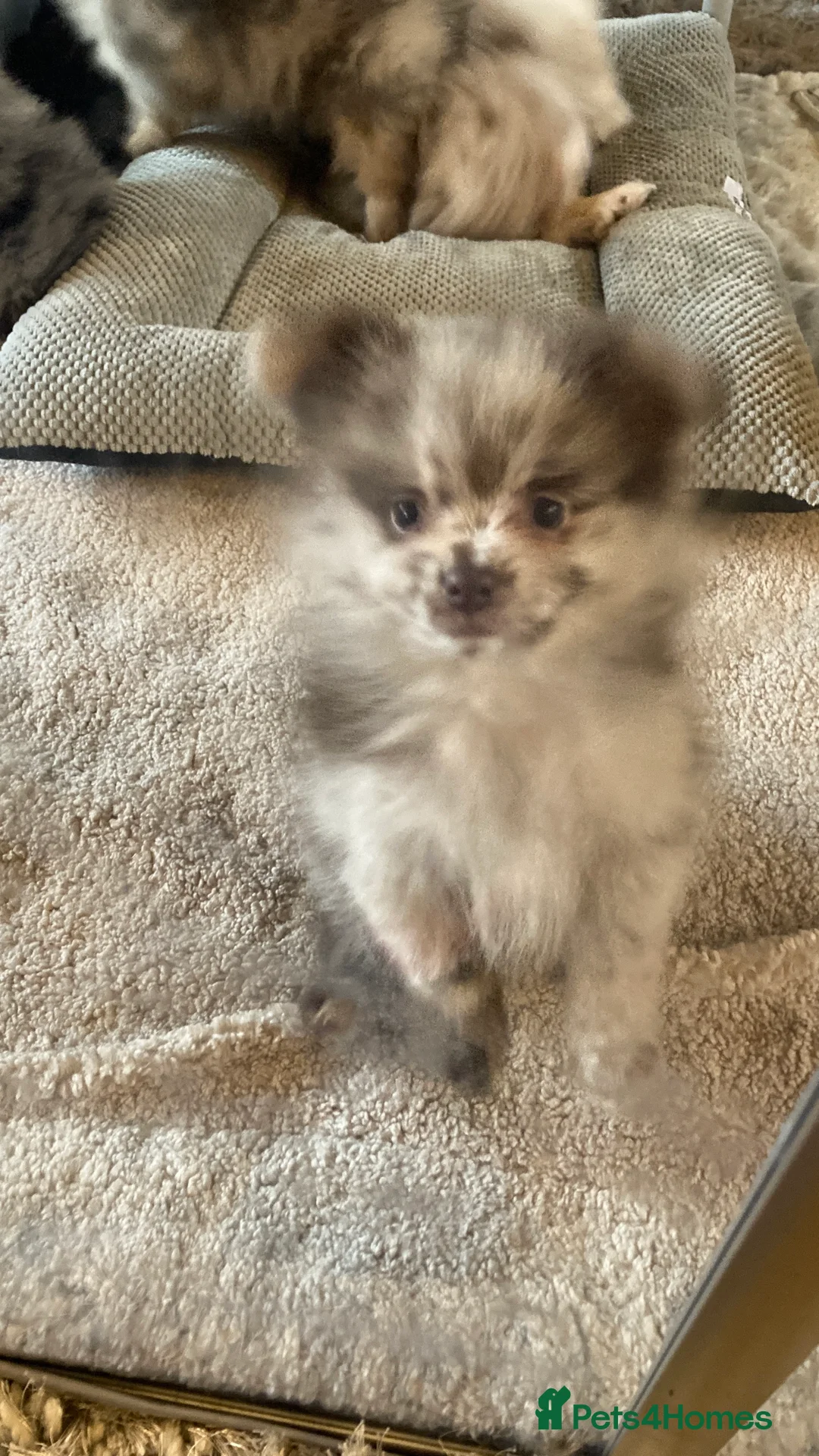 Pomeranian dogs for sale: Stunning litter of 6 Pomeranian Pups - Advert 19