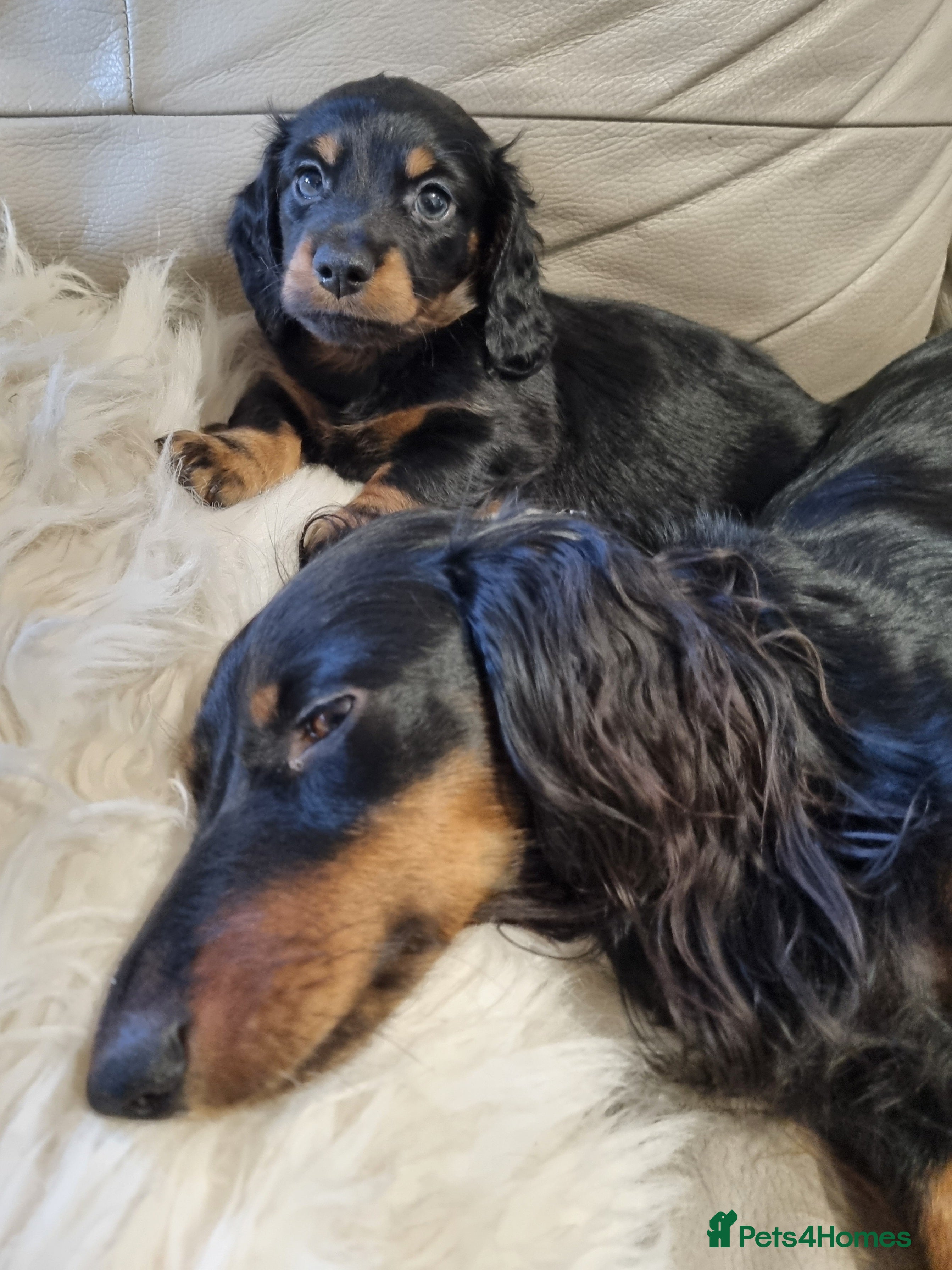 Miniature Dachshund dogs 🐾💙KC Long Haired Little Boy 💙🐾  - Advert 12