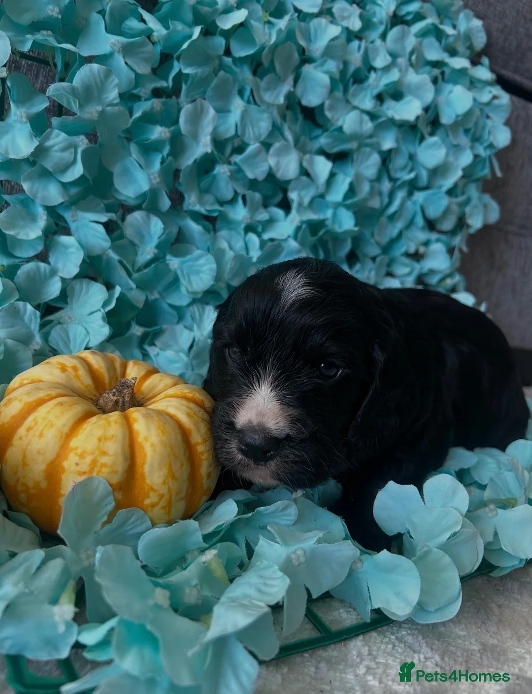 Cocker Spaniel dogs for sale: 4 beautiful boys - Advert 14