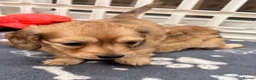 Dachshund dogs for sale: Mini Long haire Dachu - Advert 4