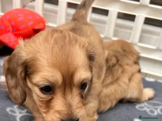 Dachshund dogs Mini Long haire Dachshund - Advert 2