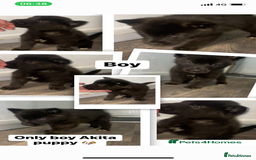 Huskita dogs for sale: Akita puppy’s ready to leave  - Image 1