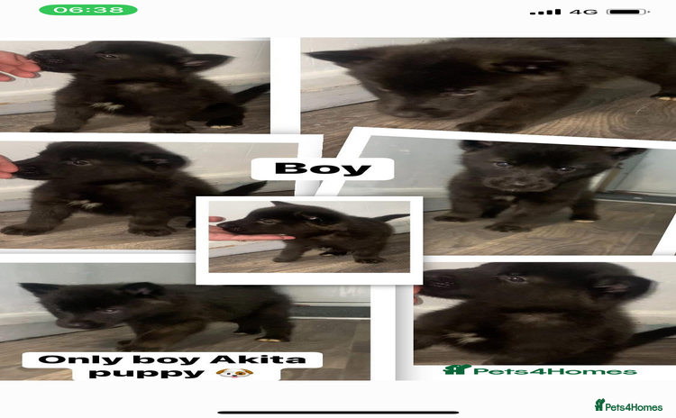 Huskita dogs - Advert 3