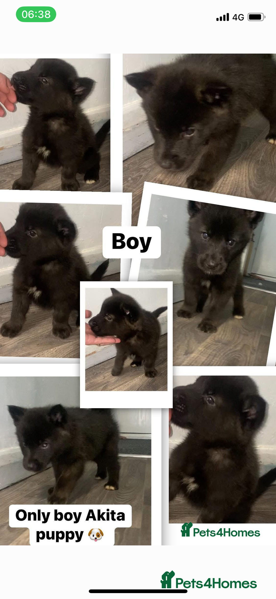 Huskita dogs for sale: Akita puppy’s ready to leave  - Image 1