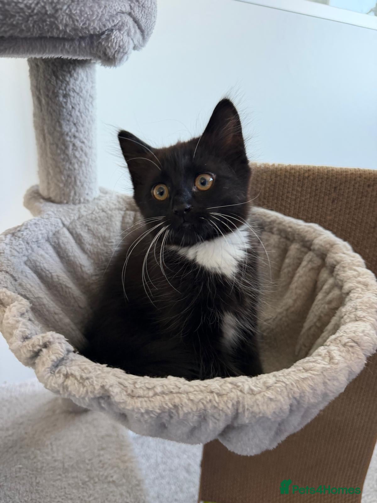 Mixed Breed cats Maine coon mix - Advert 11