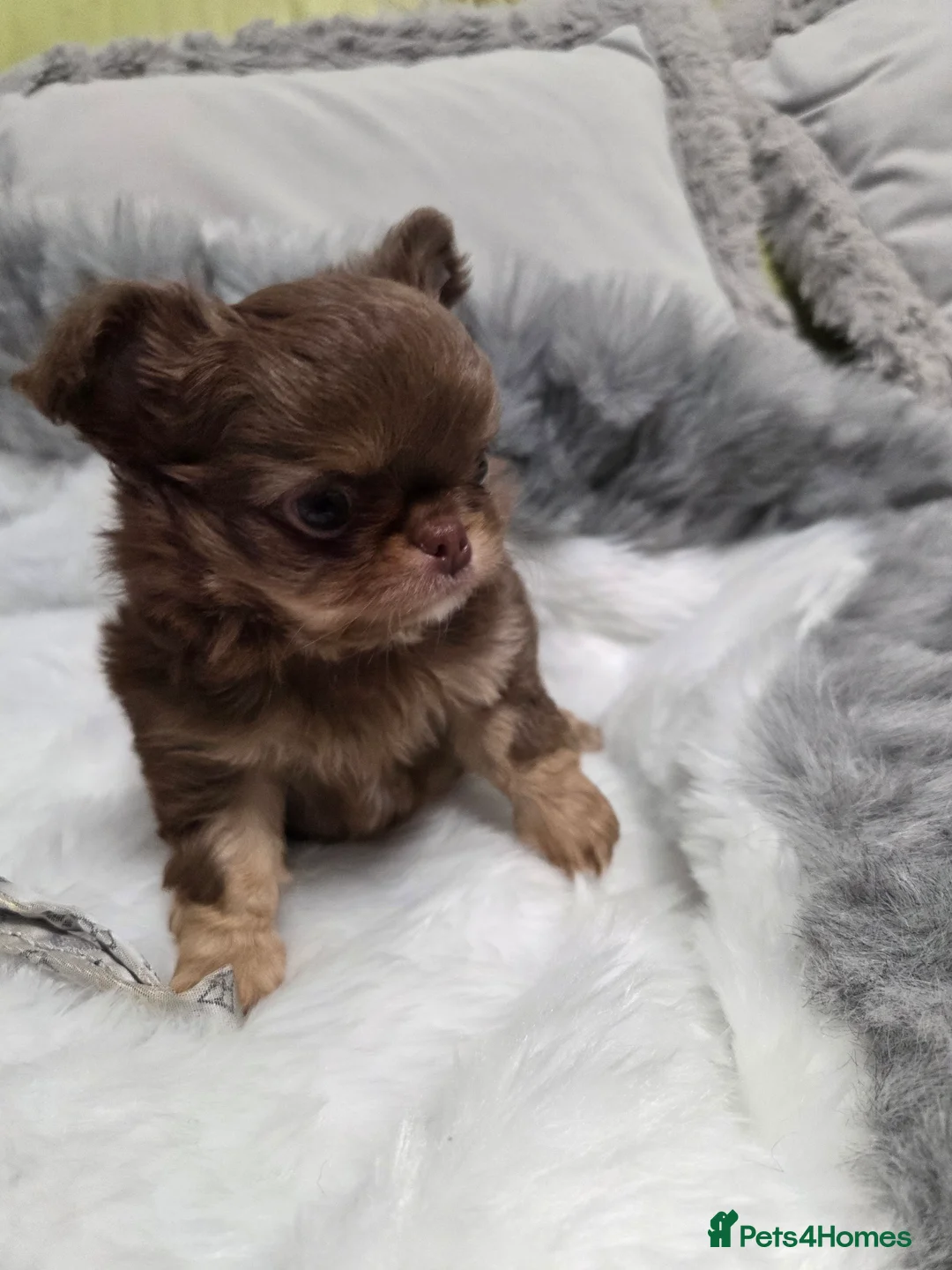 Chihuahua dogs for sale: Incredible chihuahua Boy - Advert 2