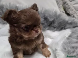 Chihuahua dogs Incredible chihuahua Boy - Advert 3