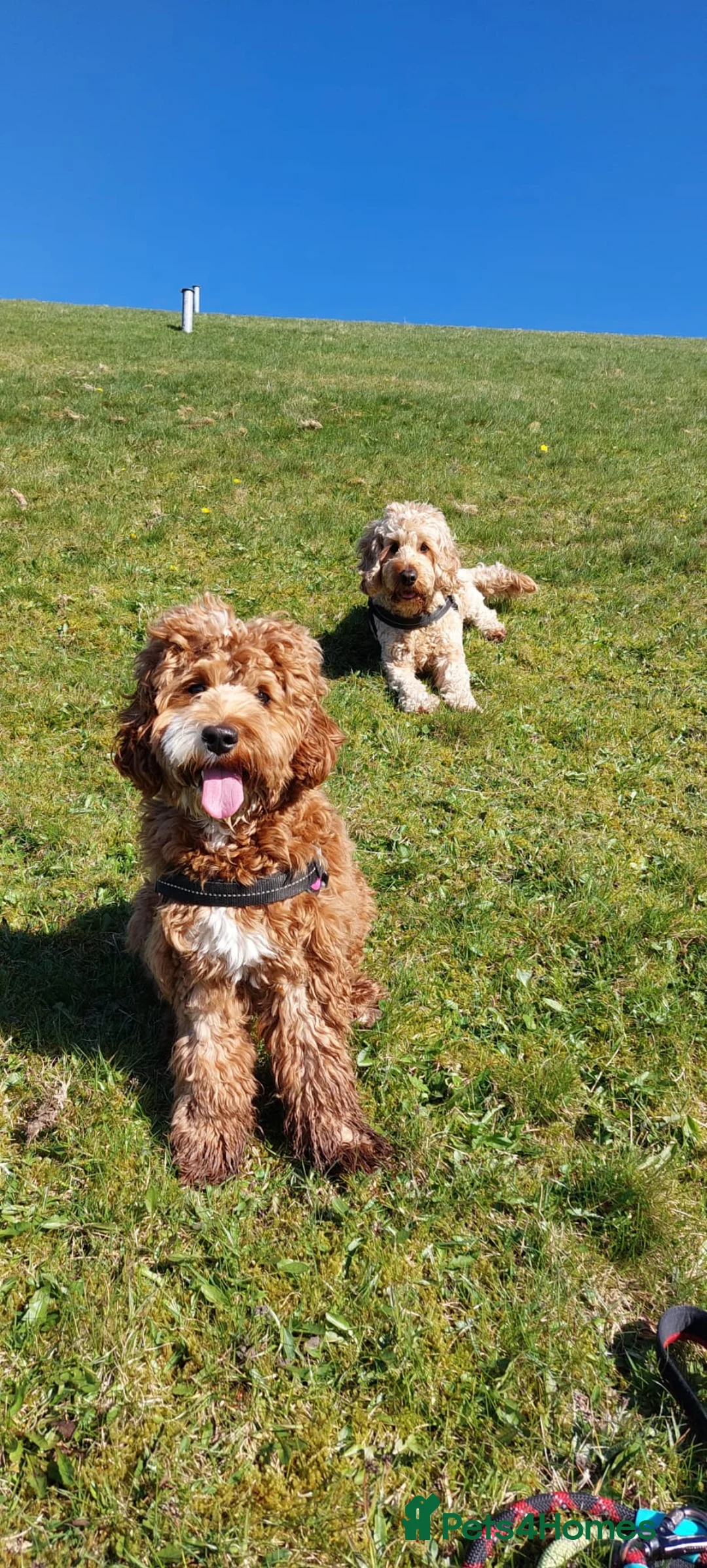 Cockapoo dogs for sale: 🐾 Beautiful F1B Cockapoo Puppies in Rochdale - Advert 1