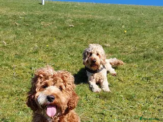 Cockapoo dogs 🐾 Beautiful F1B Cockapoo Puppies - Advert 4