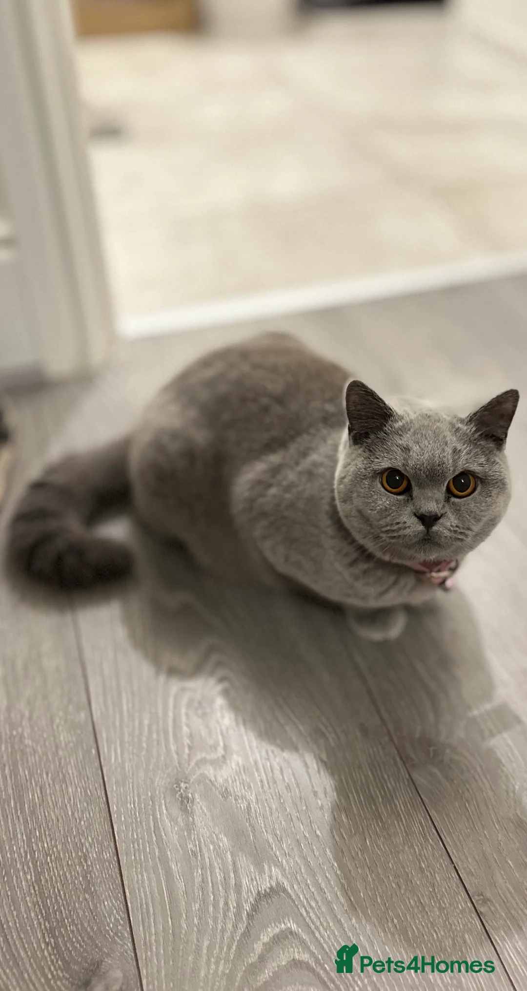 British Shorthair cats for sale: Lovely GCCF Registered British Shorthair Girl - Advert 3