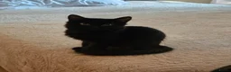 Domestic Shorthair cats for adoption: Fluffy back rescue kitten needs her own home - Advert 2