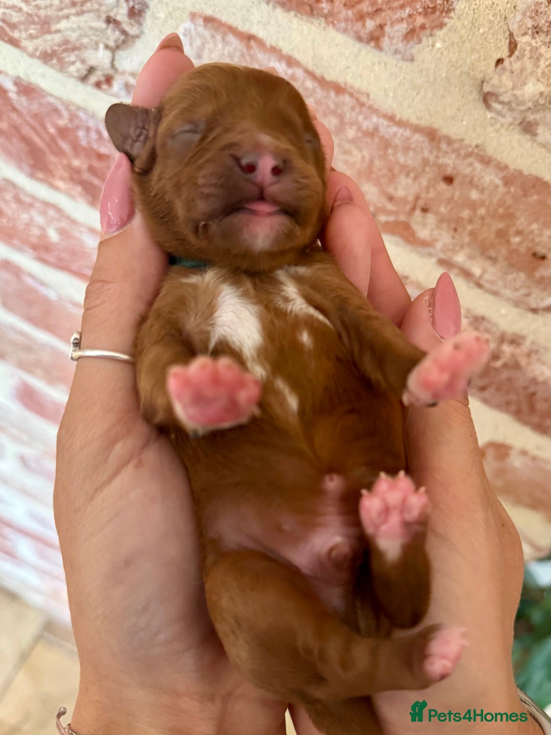 Cavapoo dogs for sale: F1 Cavapoo males 🖤🩵 - Image 6