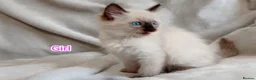 Ragdoll cats for sale: Beautiful Ragdoll Kittens Looking for Loving Homes - Advert 4
