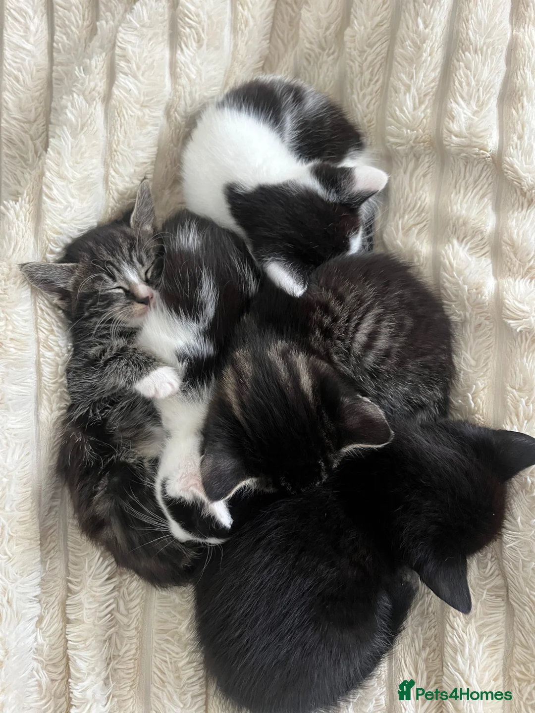 Bombay cats for sale: Beautiful Kittens Ready for Loving Homes - Advert 1