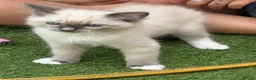 Ragdoll cats for sale: Blue pedigree Ragdoll kittens ready now..  - Advert 8