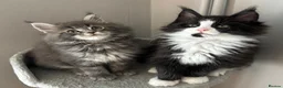 Maine Coon cats for sale: AMAZING TICA MAINE COON KITTENS  - Advert 10