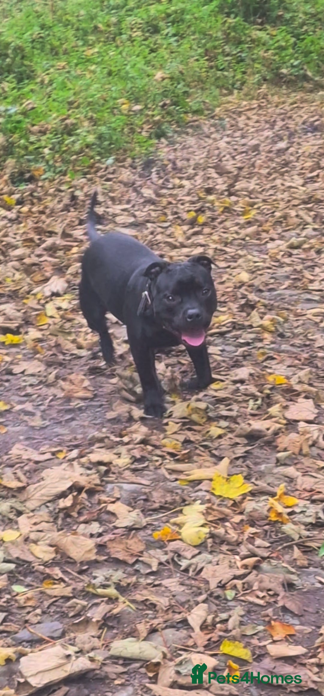 Staffordshire Bull Terrier dogs for sale: Staffordshite bull terrier - Advert 4