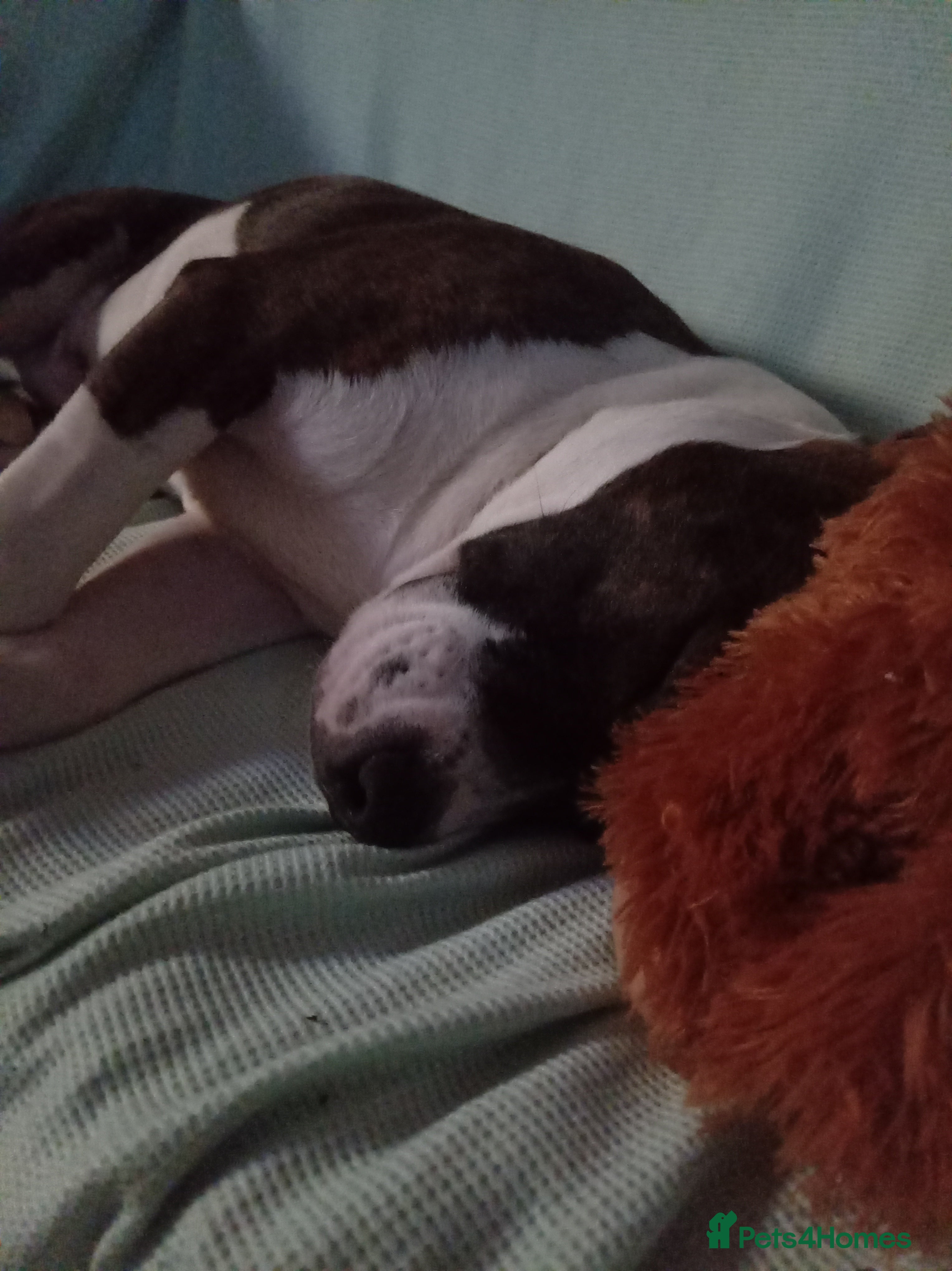 American Bulldog dogs for sale: Pocket bully - Advert 4