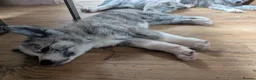 Japanese Akita Inu dogs for sale: Akita puppies pedigree for forever loving homes - Advert 8