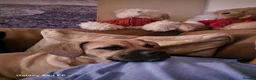 Mixed Breed dogs for sale: Beautiful meadow is for sale  - Advert 5