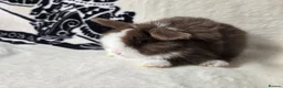 Mini Lop rabbits for sale: Stunning mini lops available  - Advert 5