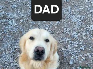 Golden Shepherd dogs Golden shepherd puppies - Advert 2