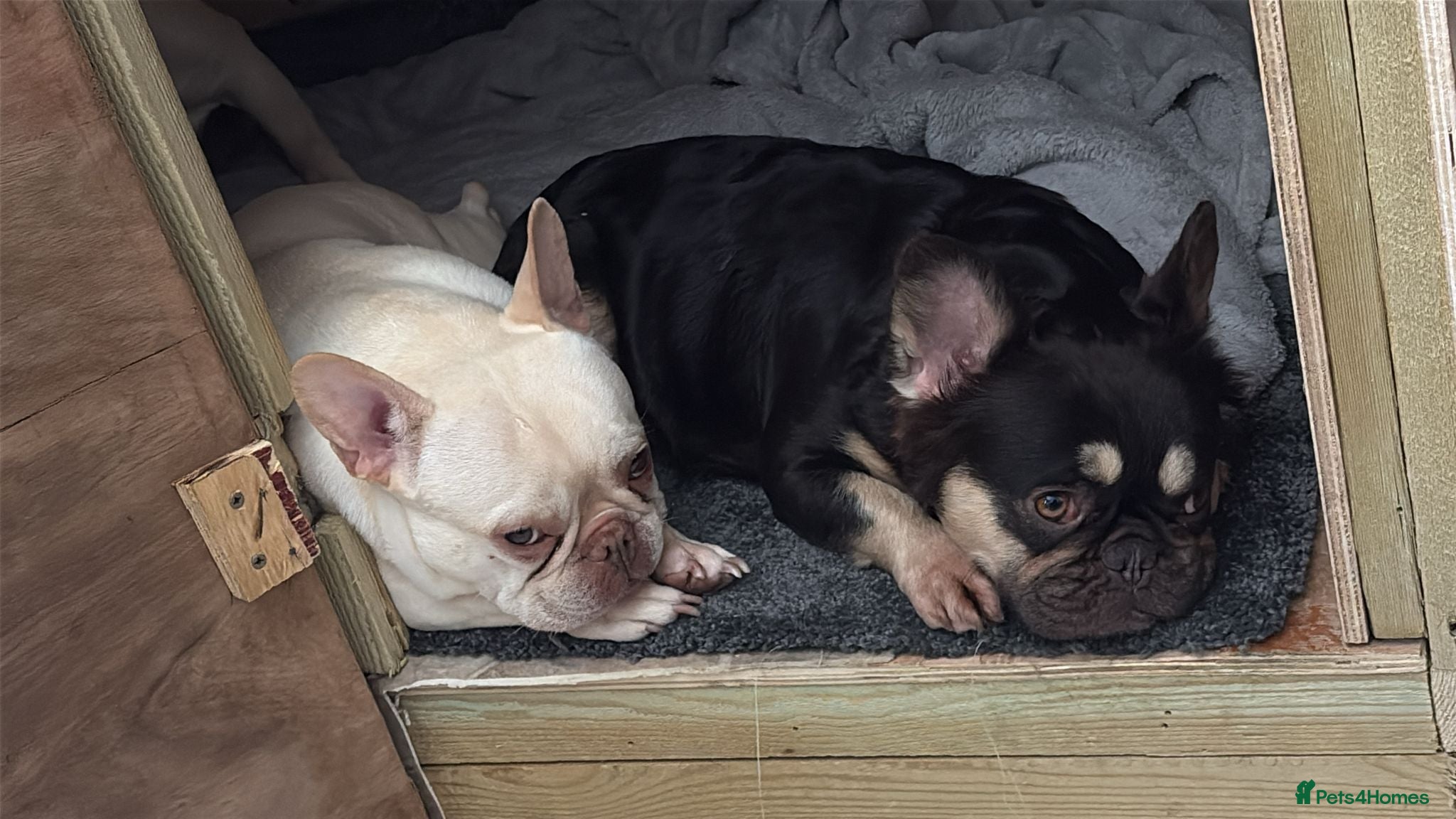 French Bulldog dogs French bulldog puppies  - Advert 8