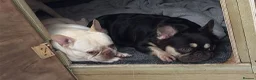 French Bulldog dogs for sale: French bulldog puppies  - Advert 2