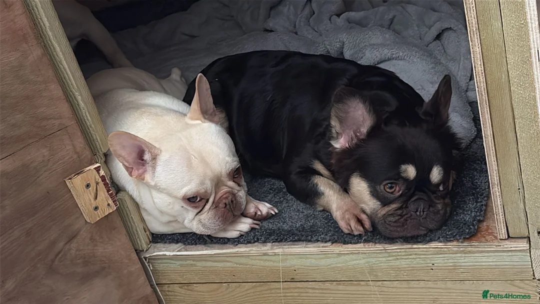 French Bulldog dogs for sale: French bulldog puppies  - Advert 2