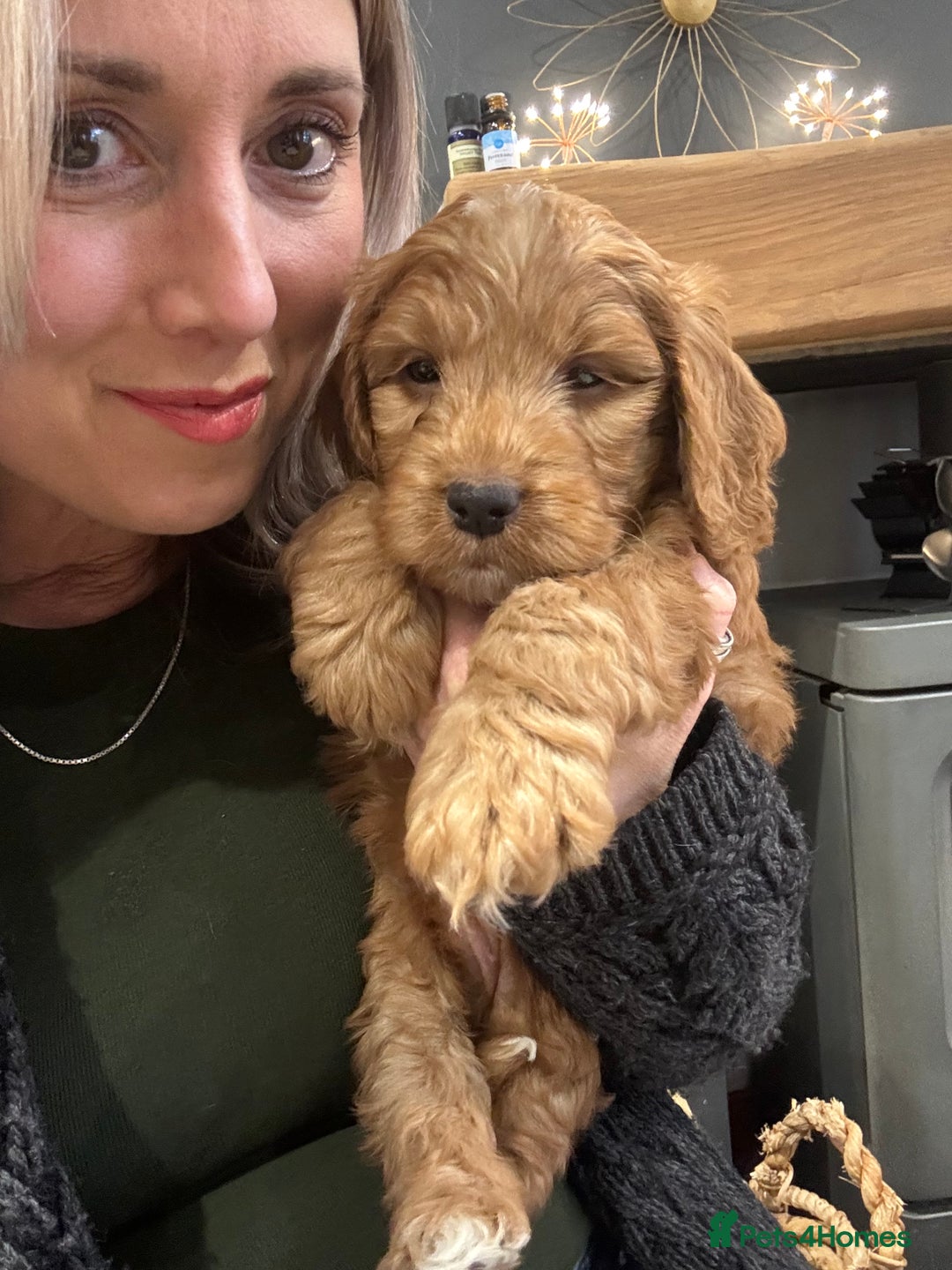 Cockapoo dogs for sale: Fox Red F1 Cockapoo - last boy left  - Advert 2