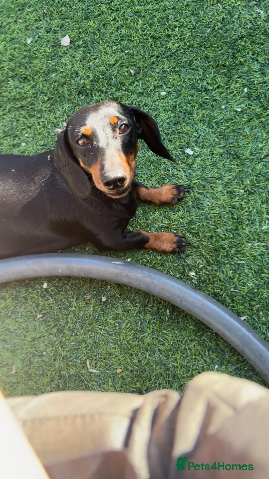 Miniature Dachshund dogs for sale: Miniature dauchund pups in Norwich - Advert 6