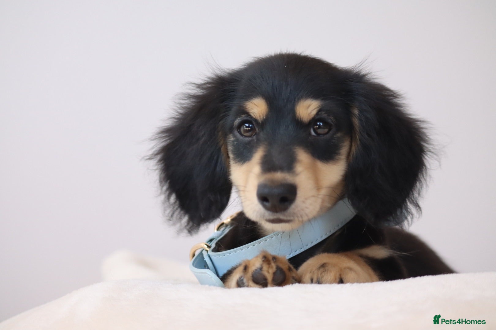 Miniature Dachshund dogs LONGHAIRED MINIATURE DACHSHUNDS  - Advert 2