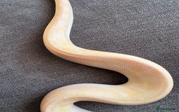 Python Snake reptiles for sale: Super pastel champagne banana ball python  - Image 5