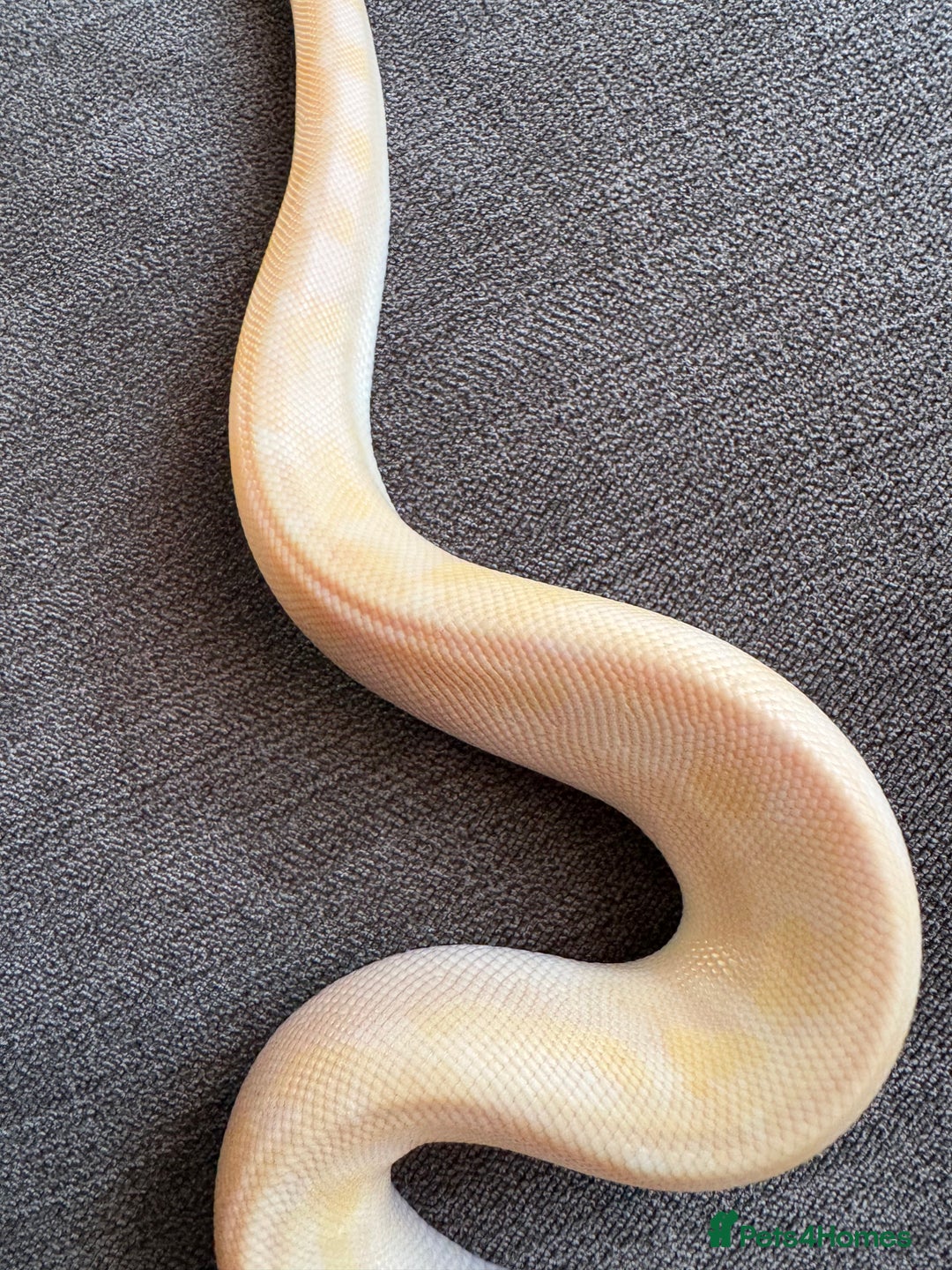 Python Snake reptiles for sale: Super pastel champagne banana ball python  - Image 5